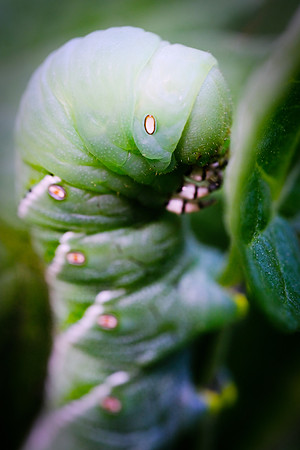 A Tomato Longhorn caterpillar