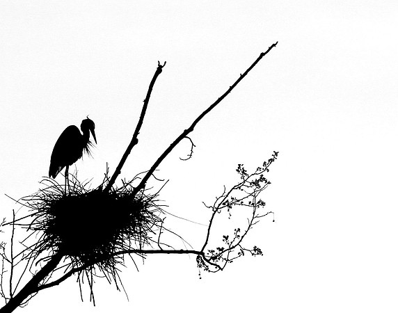 A heron in a nest at Lake Conestee Nature Park in South Carolina.
