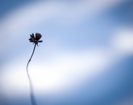 A small dead flower in the snow in Pisgah National Forest