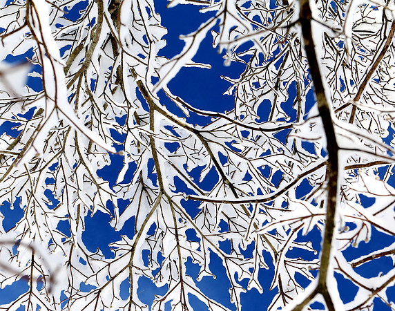 Snow on branches