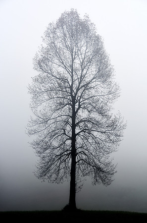 Foggy Morning in Traveler's Rest, SC