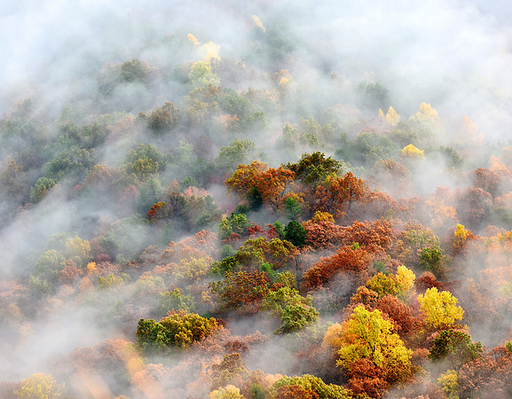Fall Wrapped in Fog
