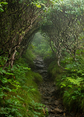Appalachian Trail at Grassy Ridge